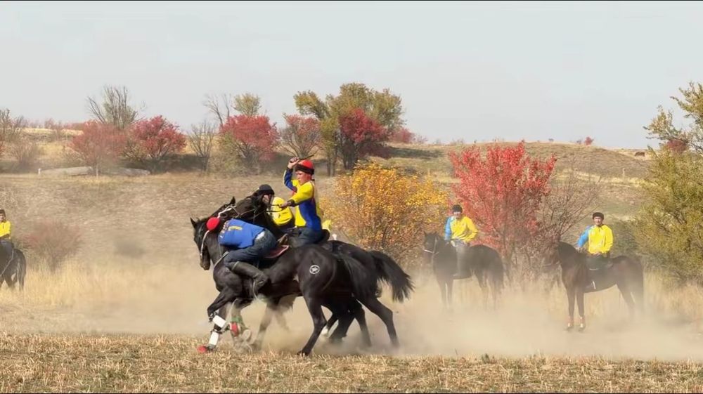 Айгыр сатылады..
