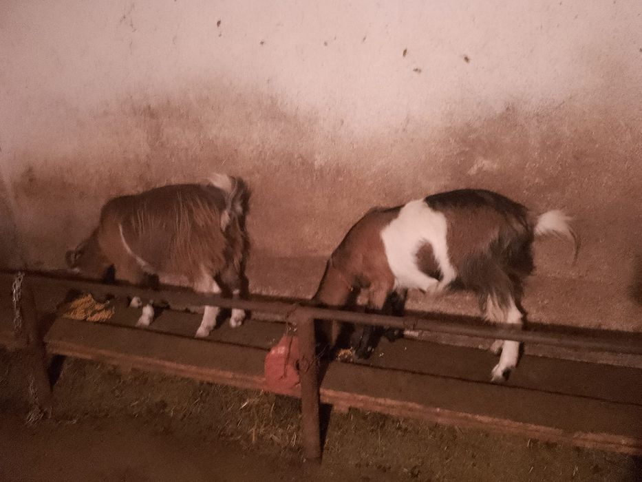 De vanzare sau schimb cu  gaste sau baloti de lucerna