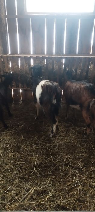 Vând 2 capre și un țap sau schimb cu 2 oi.