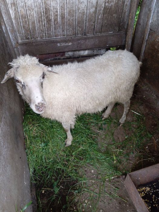 Vând una bucata oaie