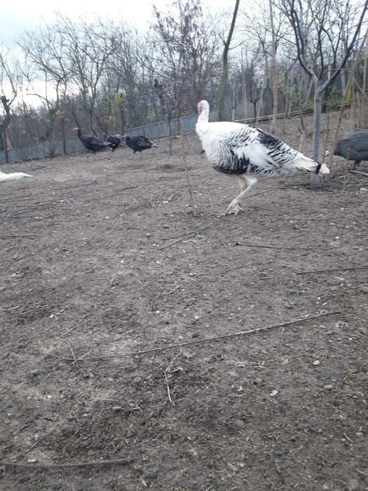 Vand curci și curcan