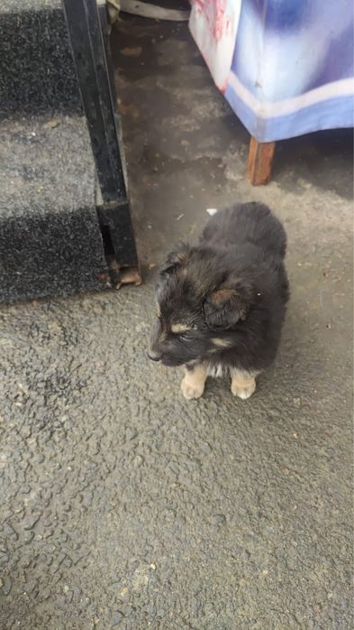 Щенки хорошенькие