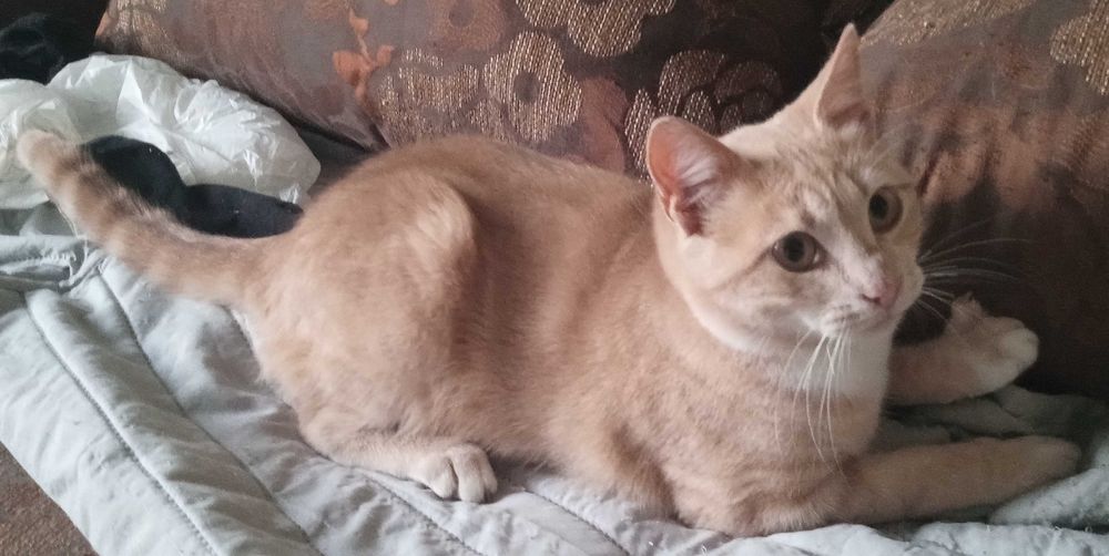 2 котенца. заедно или поотделно