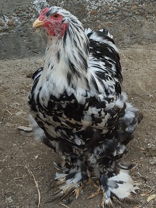 Шу хурозлани жужалари сотилади.