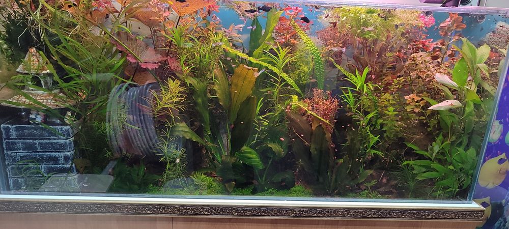 Аквариумные растения