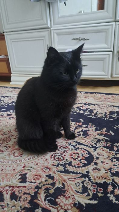 Породистые котята