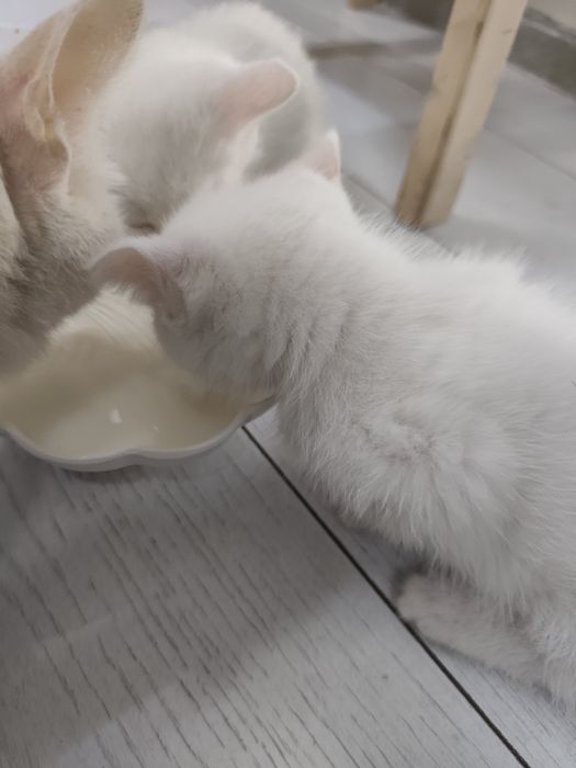 Котята, 1,5 месяца