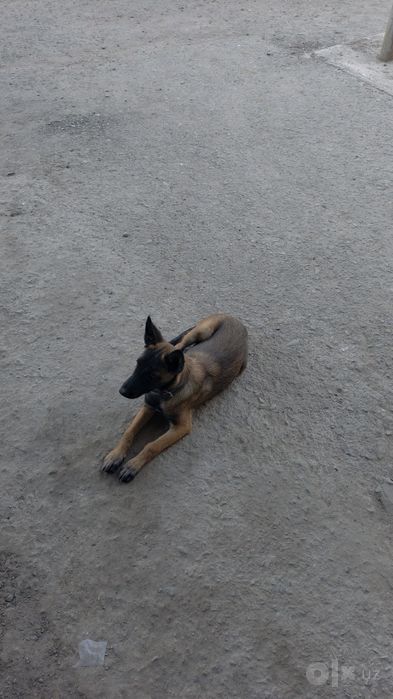 Malinua belgiya afcharkasi sotiladi