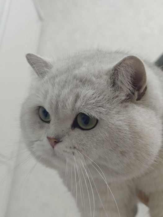 Premium class молодой Британский кот приглашает