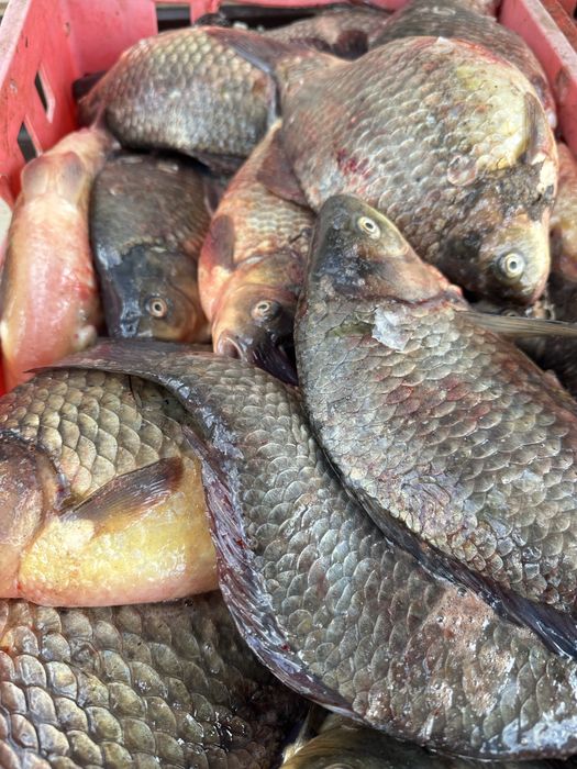 Продам рыбу оптом