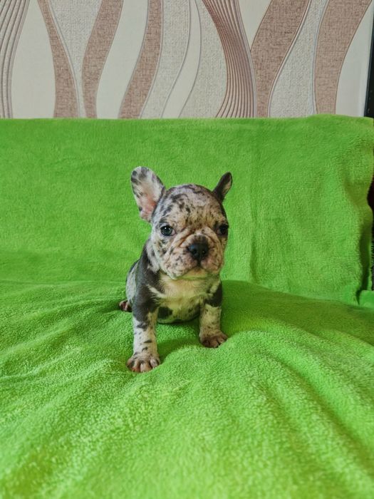 Предлагаю щенков Французский бульдог