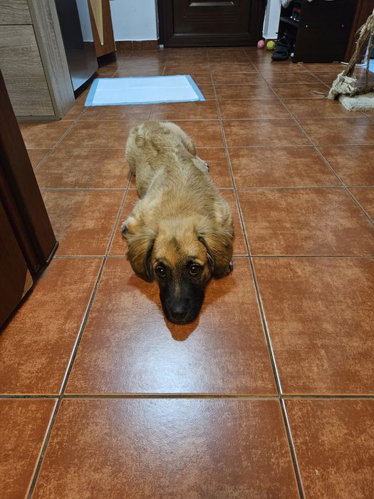 Adoptie 2 catelusi, impreuna sau separat, o mama si un pui