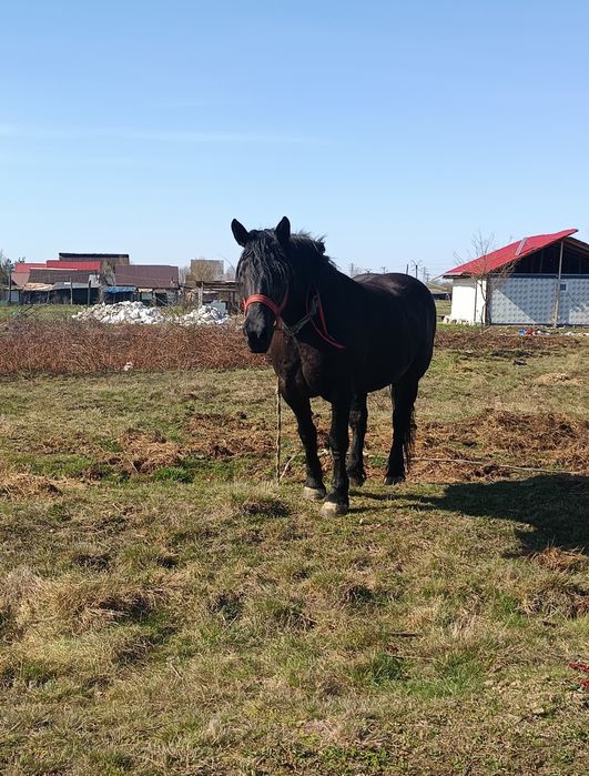 De vânzare iapa de 7 ani acte la zi pe ia 4000
