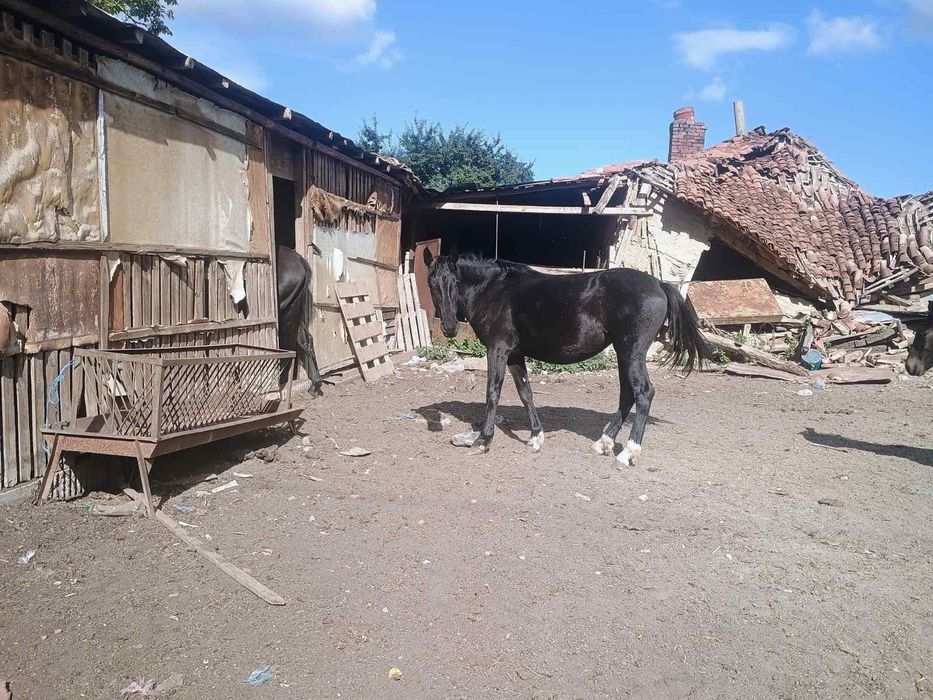 Продавам Дунавски кобили