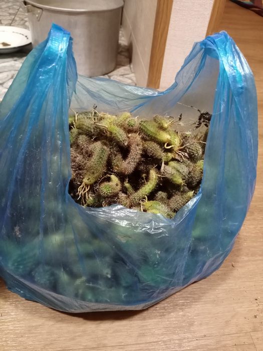 Детки кактуса-эхинопсиса отдам бесплатно