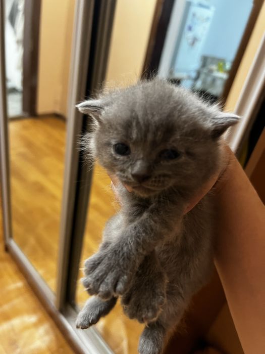 Продам котенка.