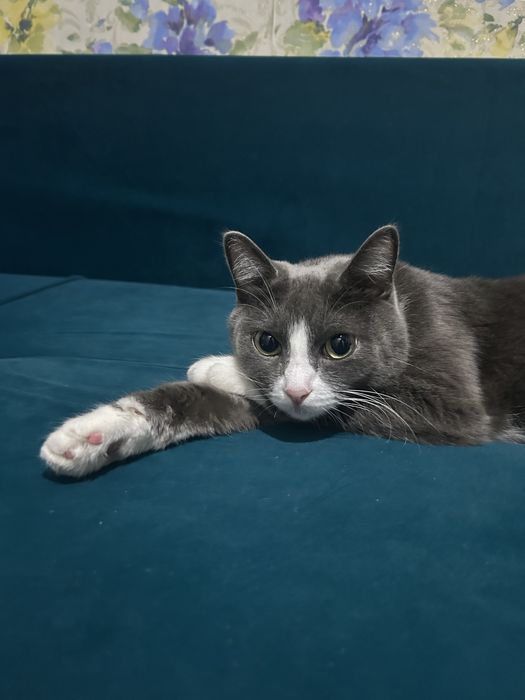 Отдам кота в хорошие руки