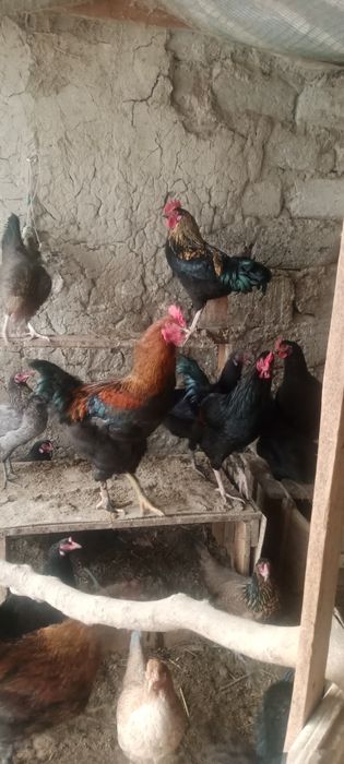 Хурозлар сотилади