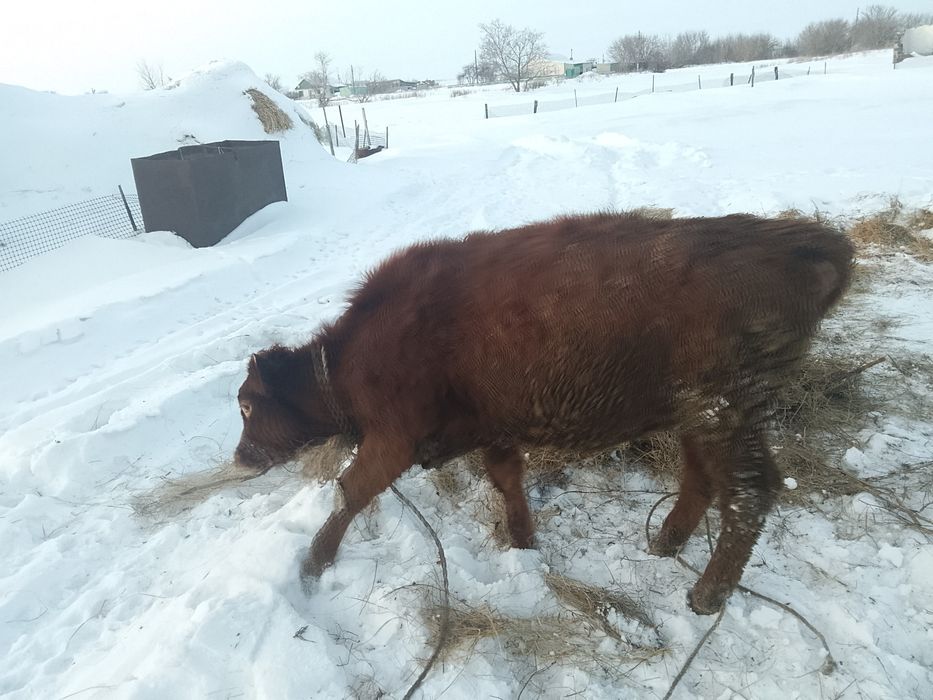 Тёлочку прошолодный