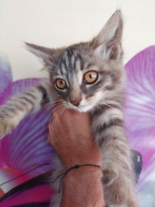 Отдам бесплатно котят