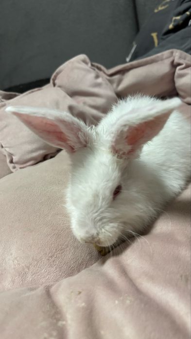 Кролик + клетка и полный комплект