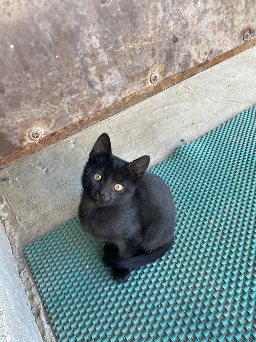 Мысық, марғау, кот, котенок, кошки