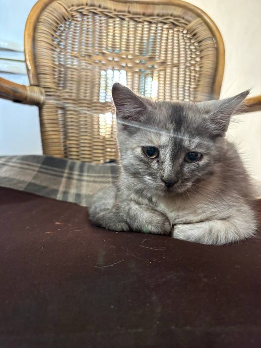 Кошечка 3 месяца