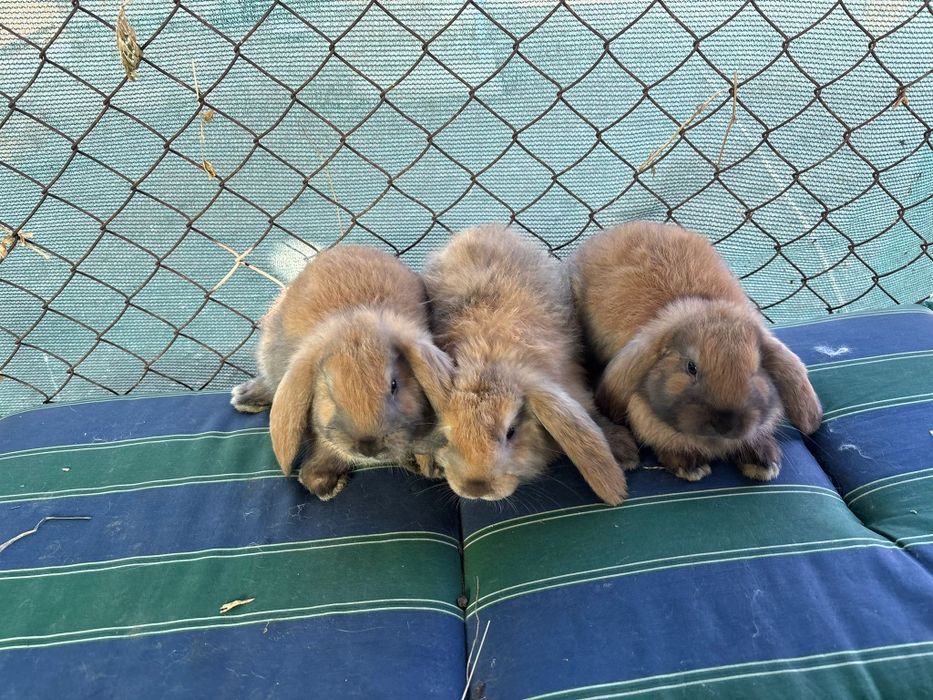 Iepuri Berbec German