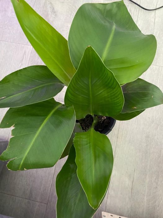 Стрелиция Николая много ростов