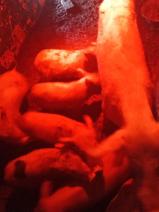 Продаются поросята