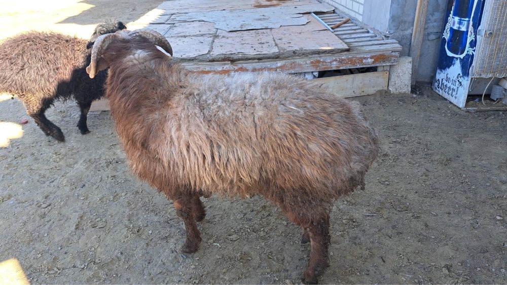 Продаю боранов на кошкар