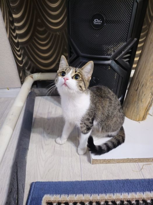 Котенок в добрые руки девочка