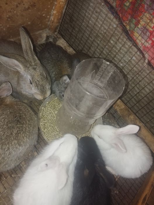 Quyon bolalari sotiladi 7 ta bir yarim oylik yoqimtoy