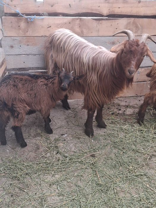 Vand oi fatate si carlani