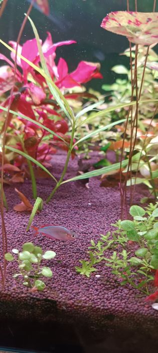 Аквариум травник