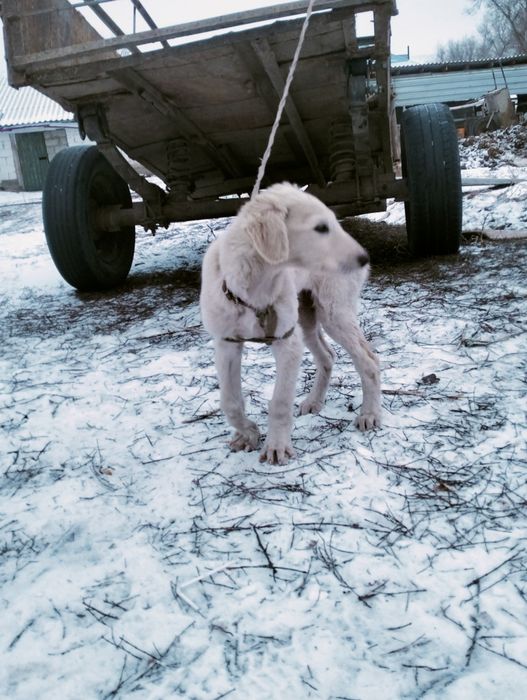 Тазы кушик сатылады