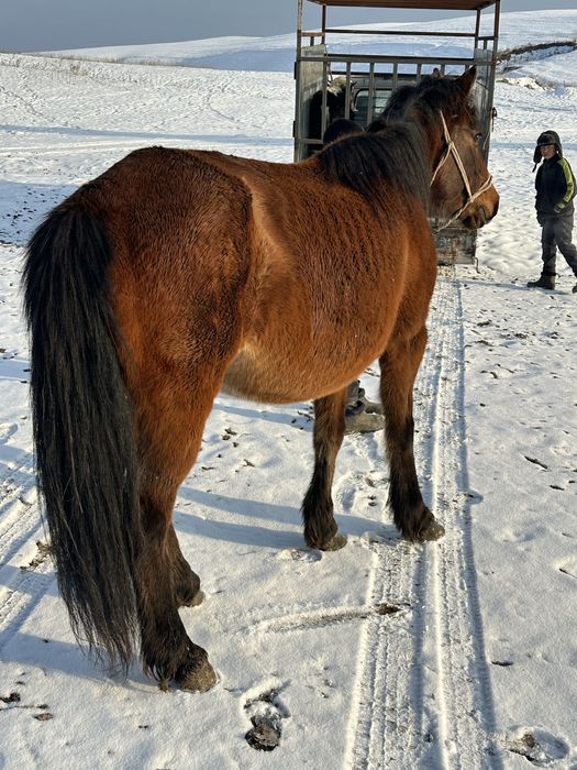 Бие сауын сауын бие кобала буаз бие