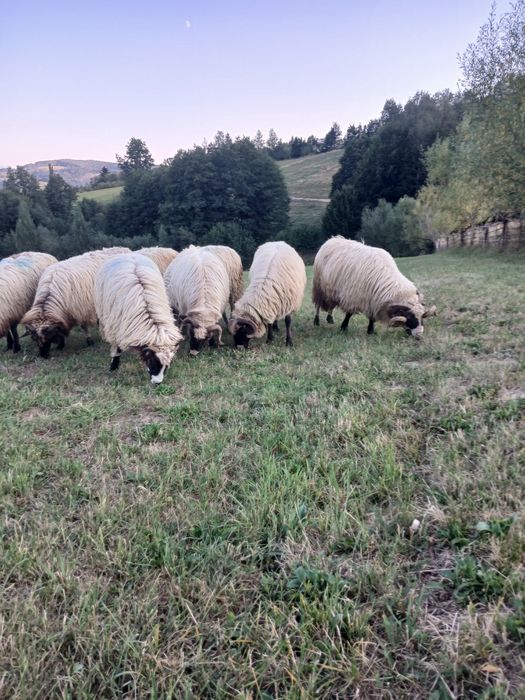 De vânzare 3 oii 5 mieluțe 1300 lei bucata  și un berbec  la alt preț.