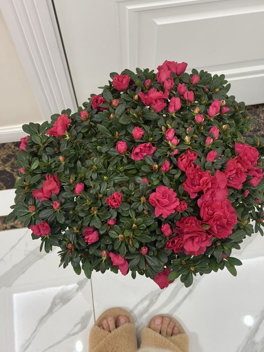 Азалия гул ұзаққа сақталатын