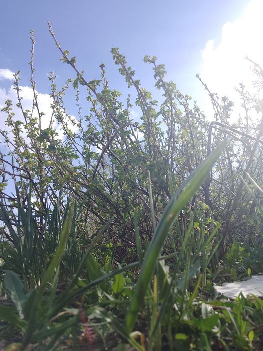 Смородина красная