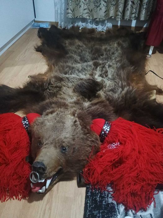 Piele de Urs Stare foarte buna