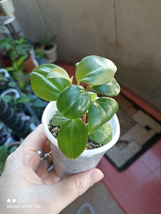 Отростки комнатных растений