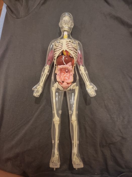 Модел човешкото тяло