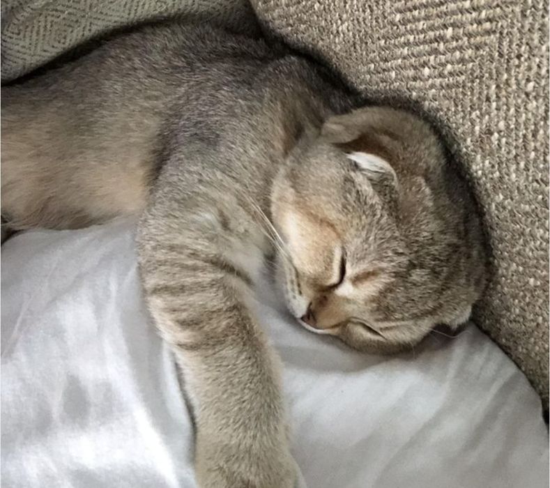 Мальчики золотые шиншиллы, привитые 4 мес