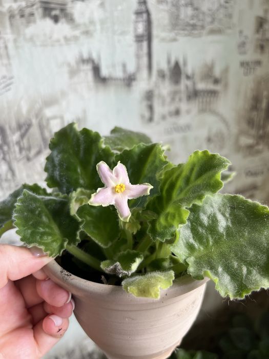 Фиалки 700 тенге