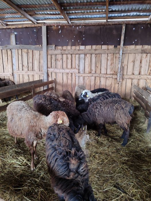 Продам баранов живьём матки