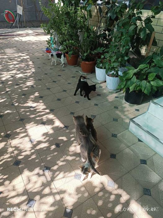 Котята в добрые руки