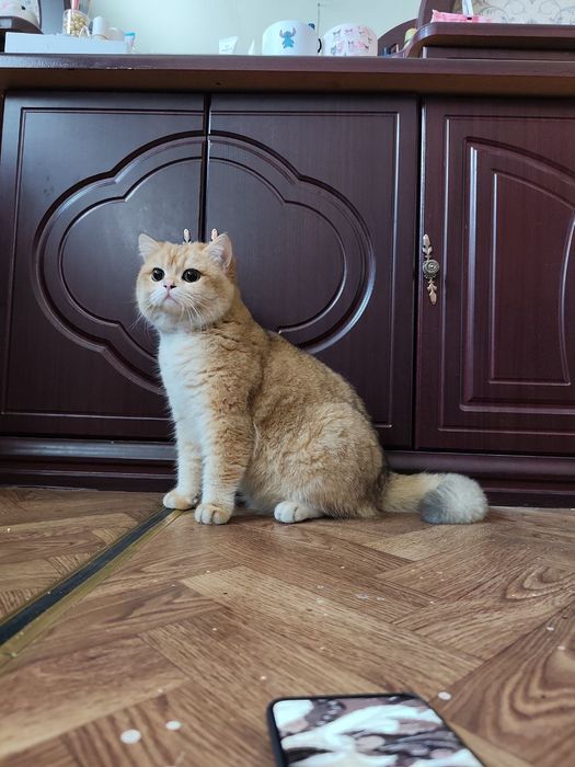 mushuklar uchun kerakli hizmatlar