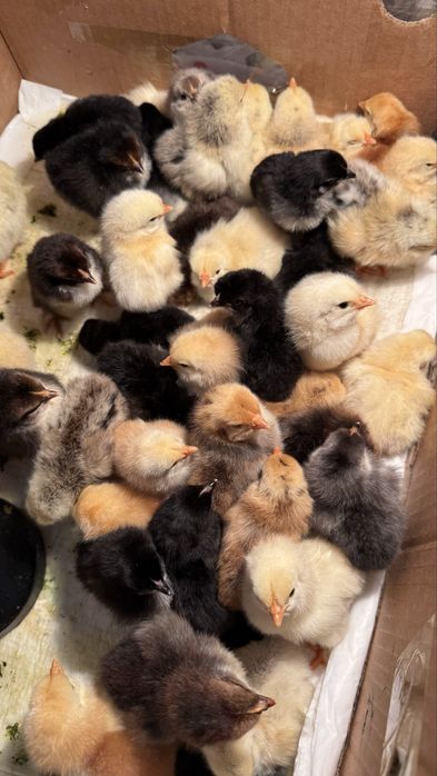 Продам цыплят цыплята