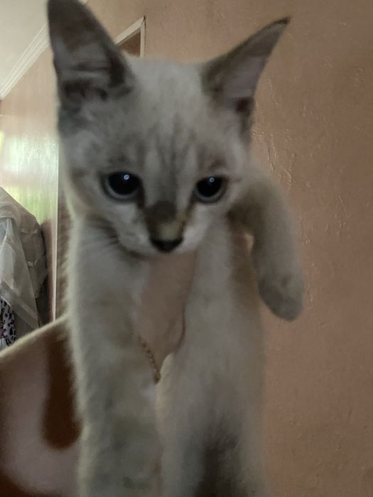 Отдам котенка в добрые руки